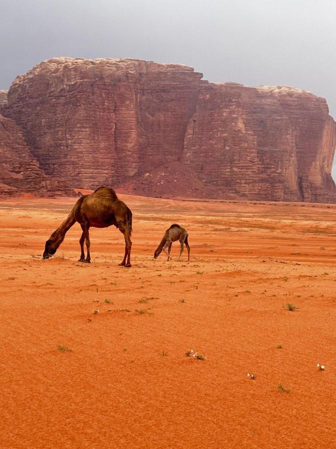 Wadi Rum Oryx Hostel & Tours Exterior foto